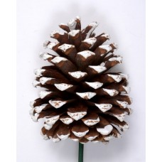 JEFFREY PINE CONE 5"-7" (STAKED) NATURAL/ WHITE TIPPED- OUT OF STOCK